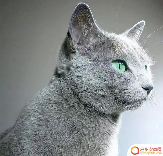 好冷好冷好冷抖音(抖音好冷好冷是什么歌)