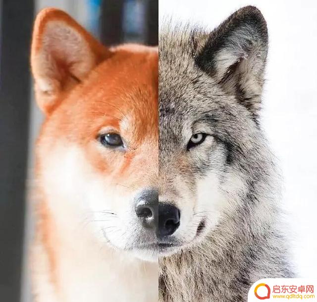 好冷好冷好冷抖音(抖音好冷好冷是什么歌)