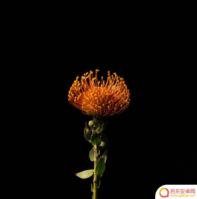 手机照片模式怎么开启 用手机拍摄花朵照片的黑背景技巧