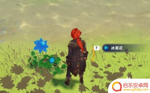 原神蓝色花 如何获得原神冰雾花