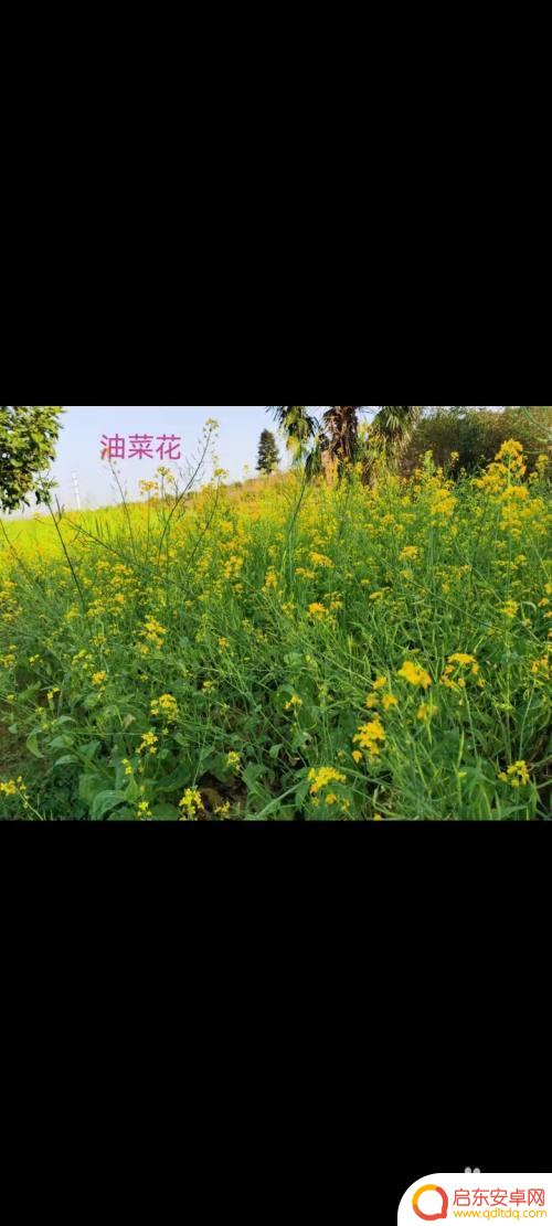 华为手机如何照片加文字 华为手机相册如何给照片添加文字标签
