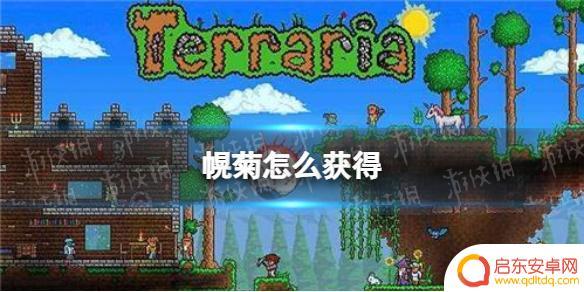 泰拉瑞亚菊晃怎么得 泰拉瑞亚 幌菊 获得攻略分享