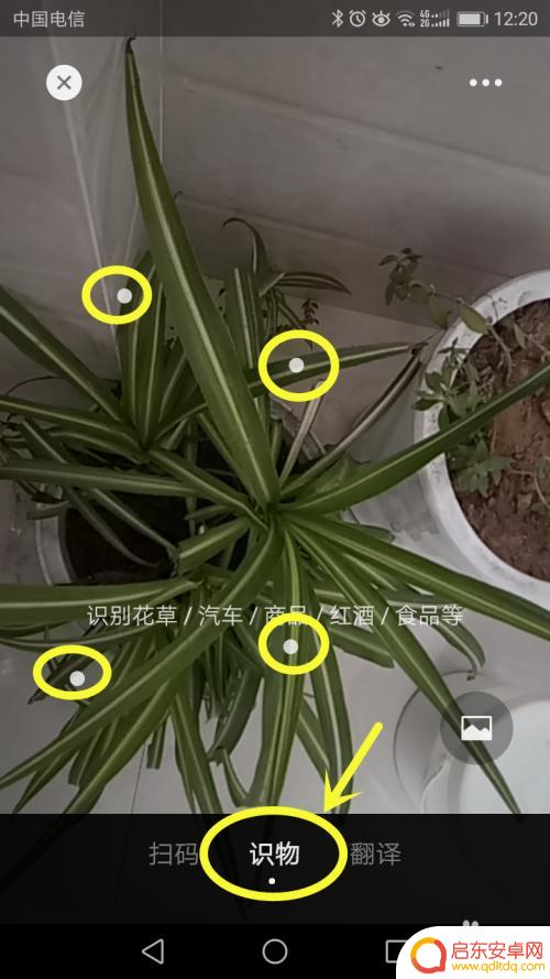 手机如何扫描识别百草 手机扫一扫识别花草app
