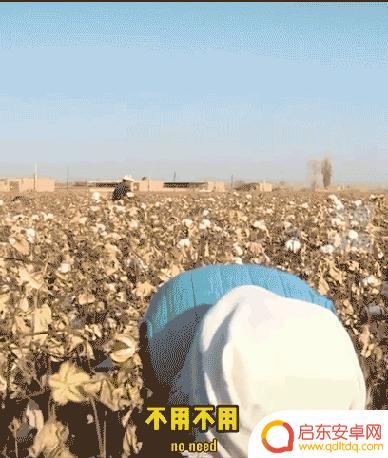 抖音去新疆摘棉花什么梗