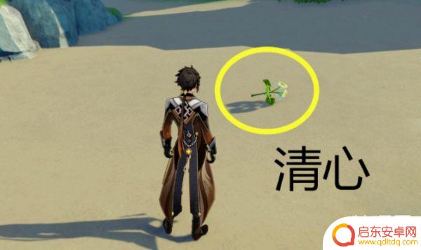 原神清新哪里采集 游戏原神中清心在哪里采集