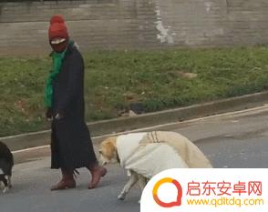 抖音狗狗披风视频(抖音狗狗披风视频大全)
