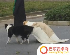 抖音狗狗披风视频(抖音狗狗披风视频大全)