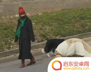 抖音狗狗披风视频(抖音狗狗披风视频大全)