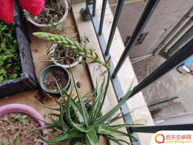 抖音芦荟开花图片(抖音花卉芦荟胶小视频)