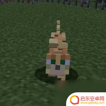 我的萌宠世界怎么注册账号 我的世界驯化猫咪的方法