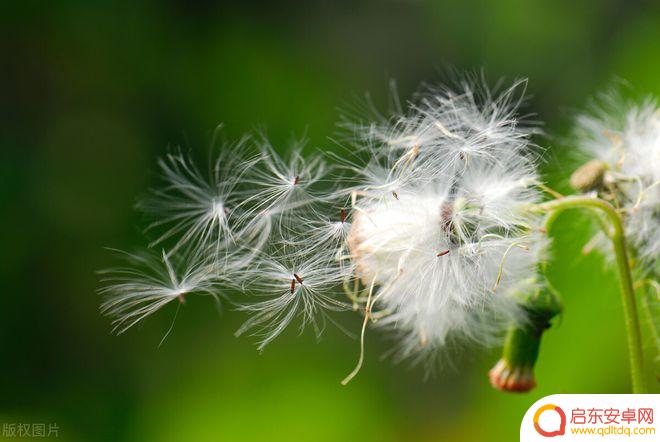 蒲公英手机怎么拍摄照片 如何用摄影表现蒲公英的美感和意境