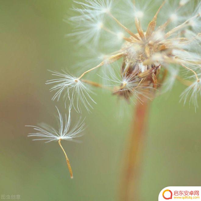 蒲公英手机怎么拍摄照片 如何用摄影表现蒲公英的美感和意境