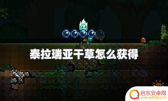 泰拉瑞亚怎么刷甘草 泰拉瑞亚 干草怎么获得
