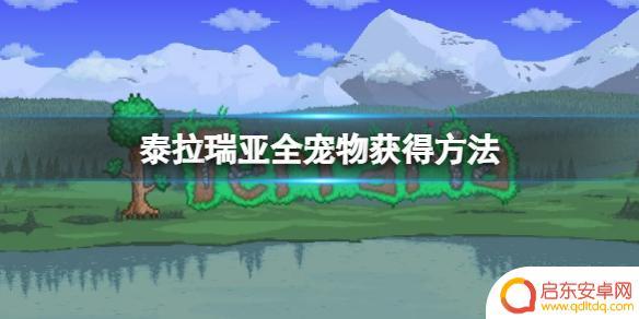 泰拉瑞亚宠物怎么买 《泰拉瑞亚》全宠物获得方法攻略