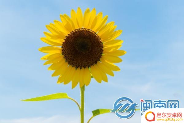 抖音毕业广告文案(抖音毕业广告文案怎么写)
