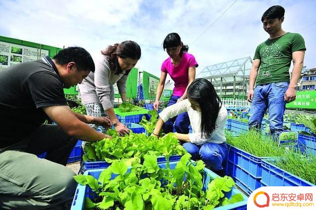 抖音金华庭院种菜(金华乡间庭院家庭农场)