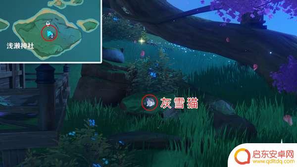 原神猫猫如何获得 原神猫在哪里抓捕