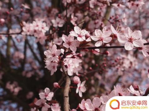 抖音搞笑音乐分享(抖音搞笑音乐分享怎么弄)
