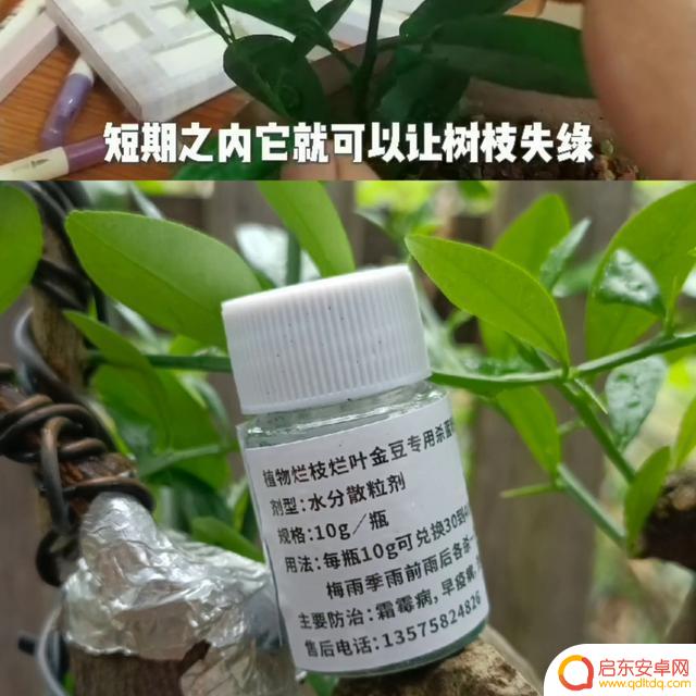 抖音细菌以前视频(抖音细菌之前的视频)