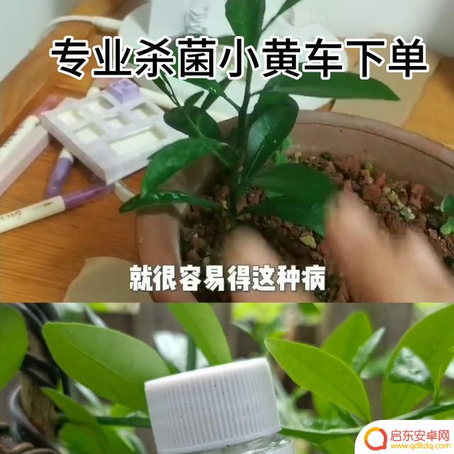 抖音细菌以前视频(抖音细菌之前的视频)