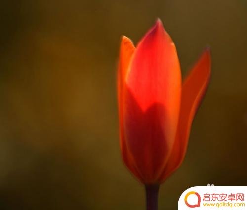 手机怎么给表格加背景 Excel表格背景图的添加步骤