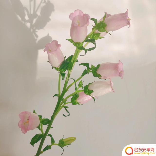 别人送你花抖音文案(别人送你花抖音文案怎么写)