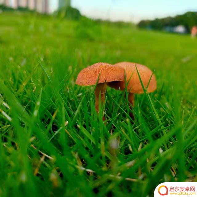 花开季节抖音文案(花开季节抖音文案怎么写)