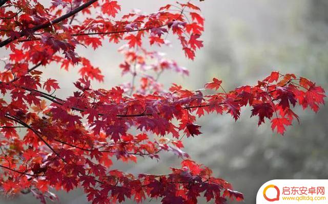 抖音老人图像头像(抖音老人图像头像图片)