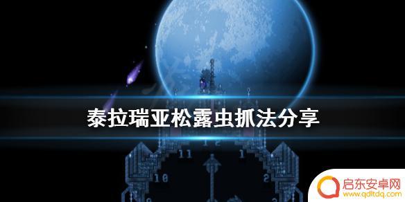 泰拉瑞亚松露虫怎么抓松露虫农场建造方法 如何在《泰拉瑞亚》中抓松露虫