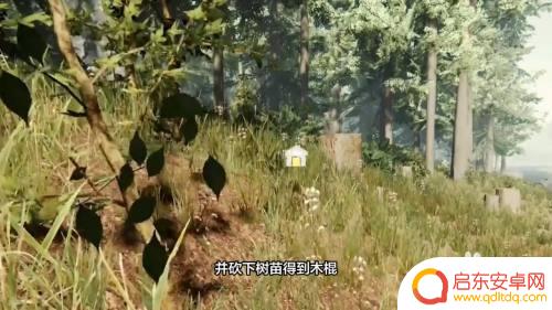 森林怎么喝水steam？探索森林中的水蒸气循环机制