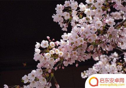 樱花抖音 昵称符号(樱花抖音昵称符号大全)