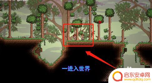 泰拉瑞亚饥荒种子怎么放 泰拉瑞亚饥荒联动种子有什么用途