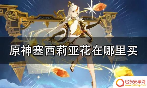 原神赛西利亚花在哪里买 塞西莉亚花在哪里可以买到
