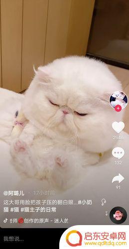 抖音智力低下的猫(智商很低的猫)
