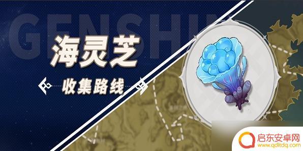 海灵芝原神位置 原神海灵芝采集方法