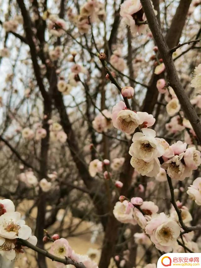 春天赏花抖音文案(春天赏花抖音文案怎么写)
