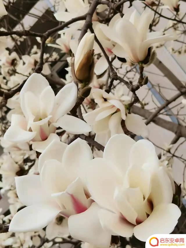 春天赏花抖音文案(春天赏花抖音文案怎么写)