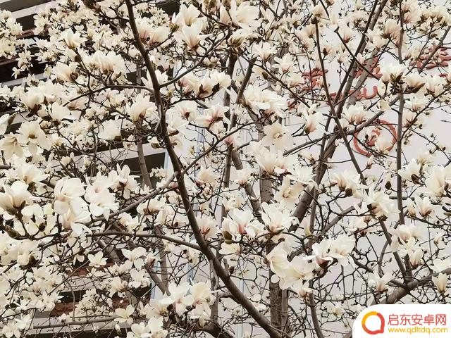 春天赏花抖音文案(春天赏花抖音文案怎么写)