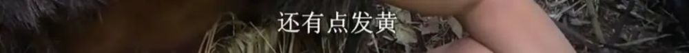 荒野行动的手机怎么充电 为什么中国荒野求生第一人没火