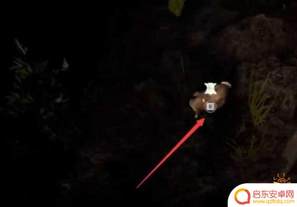 steam森林捉到的兔子怎么烤，最佳烤兔子方法分享！