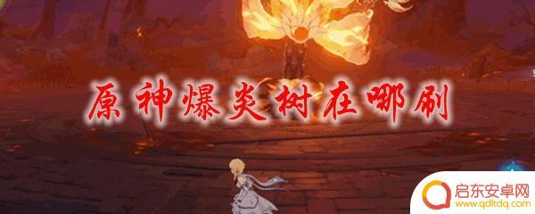 原神炎爆树多久刷一次(原神爆炎树在哪个位置)
