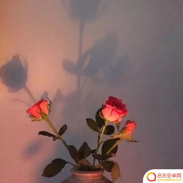 玫瑰美人抖音文案(玫瑰美人抖音文案怎么写)