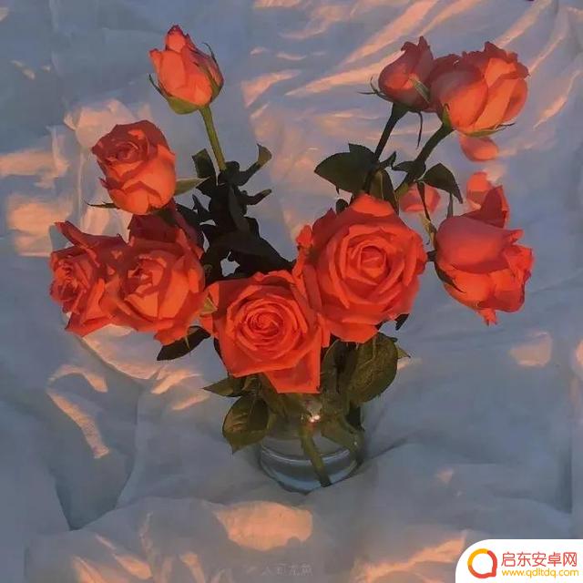 玫瑰美人抖音文案(玫瑰美人抖音文案怎么写)
