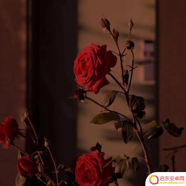 玫瑰美人抖音文案(玫瑰美人抖音文案怎么写)