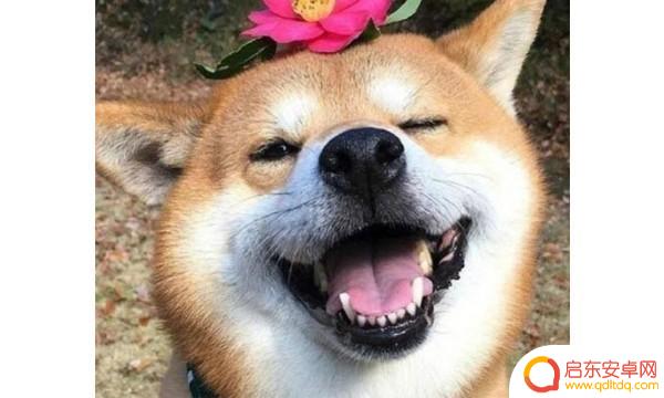 抖音最高境界美食(抖音高端美食博主)
