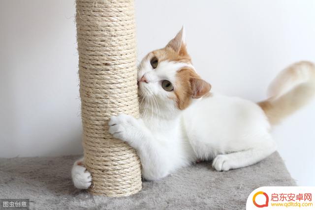 猫咪无聊自己刷抖音(猫咪无聊自己刷抖音怎么办)