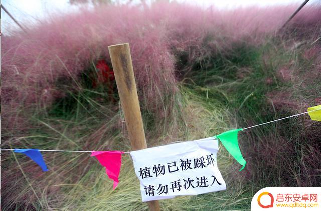 抖音花海怎么回收(抖音花海回收价格)