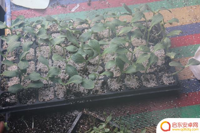 抖音蔬菜嫁接视频(抖音蔬菜嫁接视频怎么拍)
