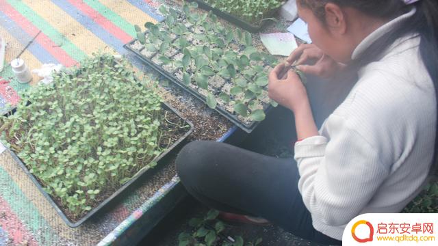 抖音蔬菜嫁接视频(抖音蔬菜嫁接视频怎么拍)