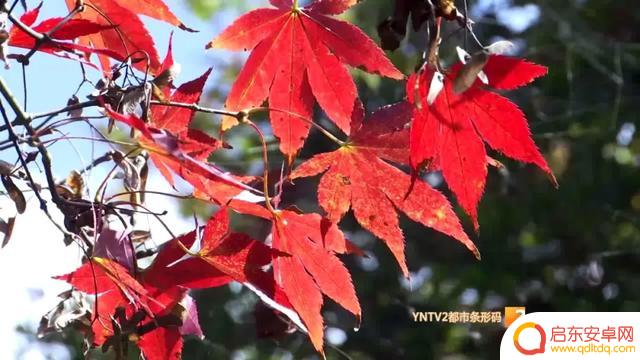 昆明郊野公园枫叶抖音(昆明郊野公园枫叶什么时候最好)